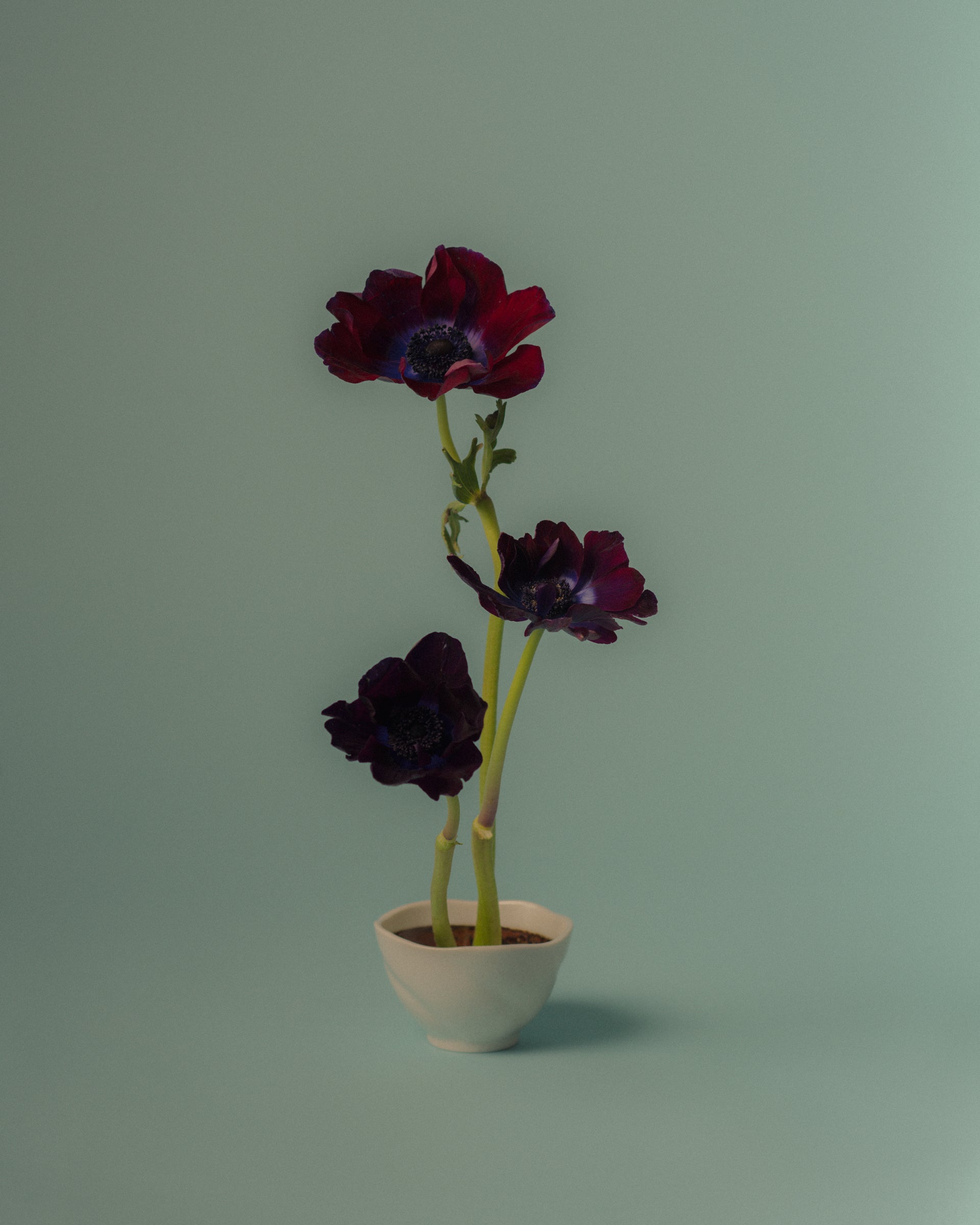 Scent