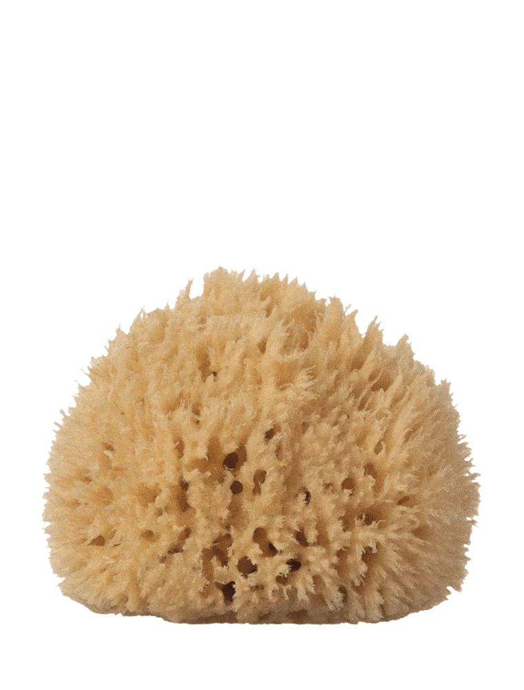Sunja Link Body Shoppe sponge XL Organic Sea Sponge sunja link - canada
